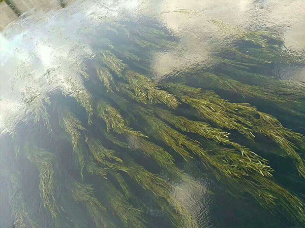 �ۺ��Ȼ��X�ȃ�ˮˎ����(du��)�ӵ�������Ч��չʾ